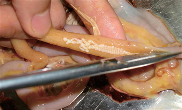 雞絳蟲病的癥狀與治療