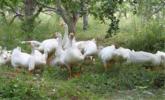 因地制宜，科學選種