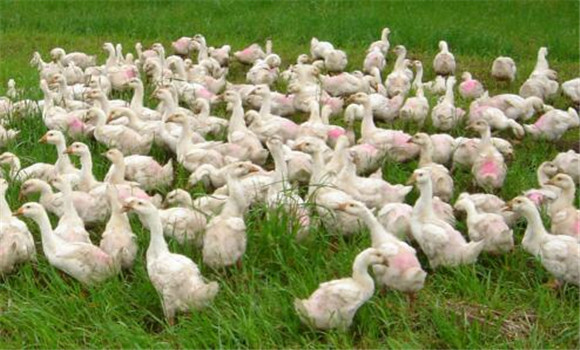 配套輪作，合理混播