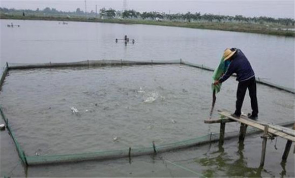 鱖魚(yú)養(yǎng)殖對(duì)水質(zhì)的要求