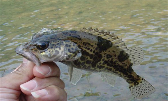 鱖魚(yú)的五種養(yǎng)殖方式