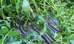 鰻魚(yú)和鱔魚(yú)的區(qū)別有哪些？