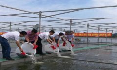 鱖魚苗什么時候放養(yǎng),鱖魚苗一年能長多大