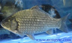 鯽魚有幾種，鯽魚種類知多少？