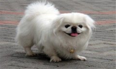 京巴犬好養(yǎng)嗎?京巴犬的優(yōu)缺點(diǎn)，怎么養(yǎng)