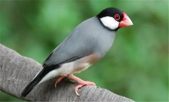 灰文鳥(niǎo)怎么養(yǎng)