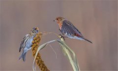 朱頂雀是國家保護動物嗎?怎么繁殖、如何飼養(yǎng)