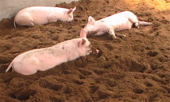 發(fā)酵床養(yǎng)豬成本高嗎