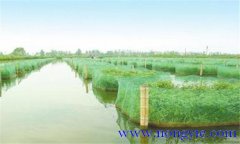 黃鱔主要有哪些病蟲害，如何防治