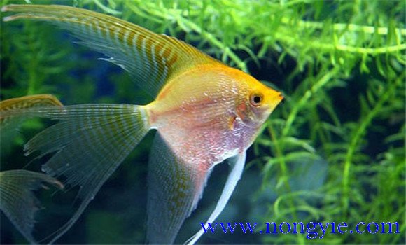 熱帶魚的水溫控制