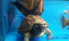 麝香龜可以深水養(yǎng)嗎？麝香龜?shù)男螒B(tài)特點