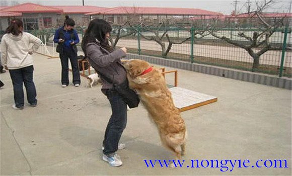 怎樣阻止狗撲人、如何糾正