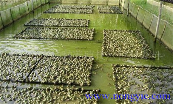 牛蛙養(yǎng)殖成本多少，養(yǎng)殖牛蛙要投資多少錢