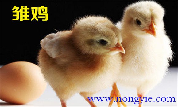 雛雞的脫溫方法、時(shí)間與步驟