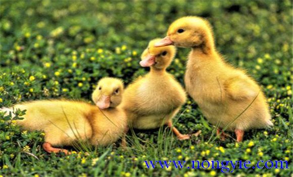 雛鴨副傷寒的診斷與治療方法、該吃什么藥