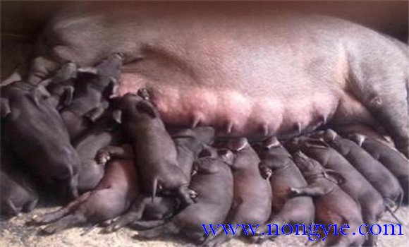 母豬產(chǎn)后厭食不吃應(yīng)該怎么辦，怎么治療