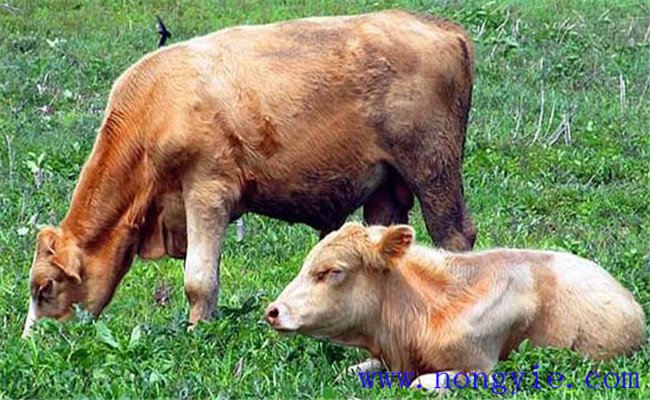 牛風濕病的主要癥狀、治療原則與治療方法