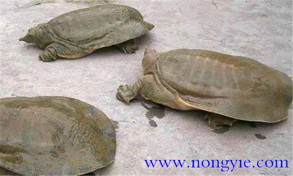 鱉紅脖子病怎樣防治，病因是什么？