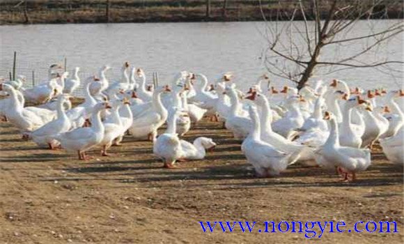 鵝副粘病毒癥狀及治療的方法，怎么治療