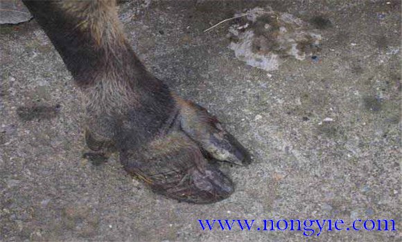 牛蹄病常見類型