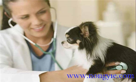 狗狗肺水腫怎么治療