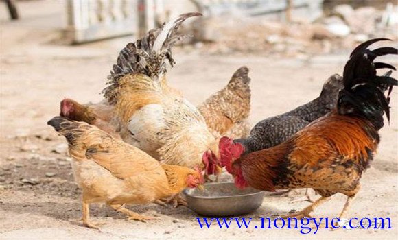 雞新城疫癥狀表現(xiàn)及防治方法，用什么藥治療