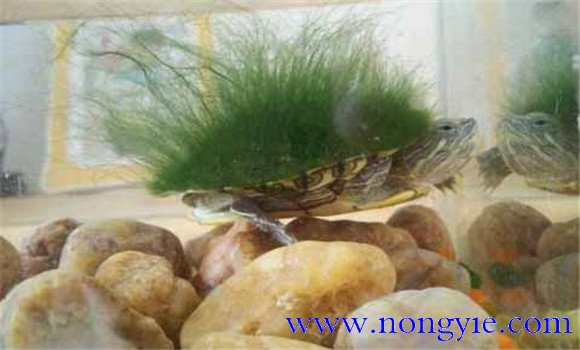 綠毛龜是保護動物嗎、綠毛龜怎么養(yǎng)