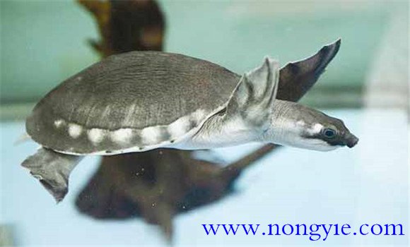 豬鼻龜是保護(hù)動(dòng)物嗎，豬鼻龜?shù)娘曫B(yǎng)方法與技術(shù)