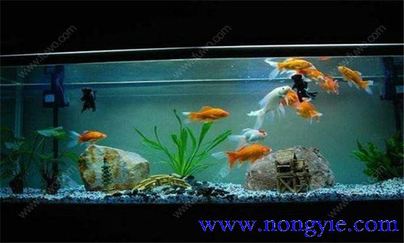 怎樣飼養(yǎng)金魚，飼養(yǎng)金魚注意事項(xiàng)和技術(shù)要點(diǎn)