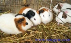 怎樣繁殖荷蘭鼠？荷蘭鼠飼養(yǎng)注意事項