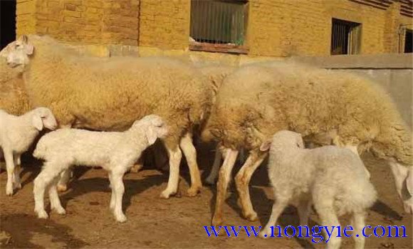 日糧配合的依據是什么