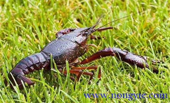 小龍蝦是什么蝦？