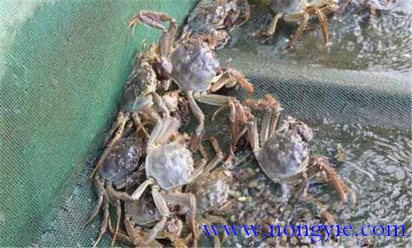 河蟹脫殼期的管理要點(diǎn)