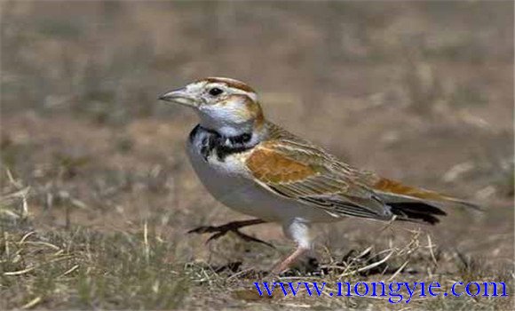 飼養(yǎng)百靈鳥，應(yīng)當(dāng)注意哪些問題