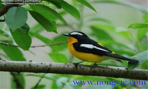 如何調(diào)教百靈鳥？百靈鳥的調(diào)教與訓(xùn)練方法