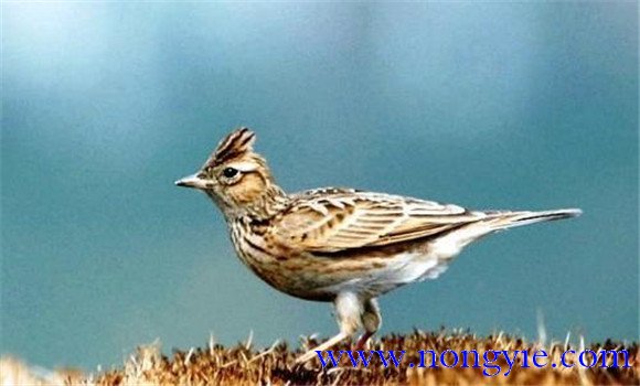 對(duì)百靈鳥(niǎo)怎樣進(jìn)行壓口