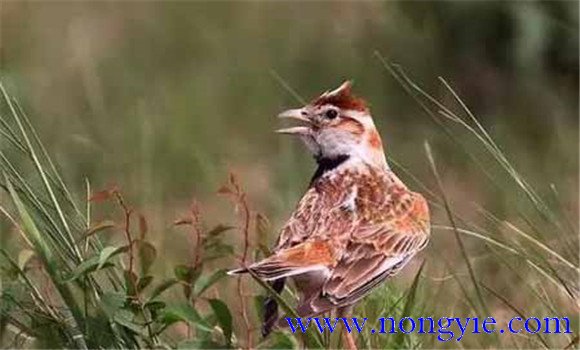 百靈鳥(niǎo)壓口注意事項(xiàng)