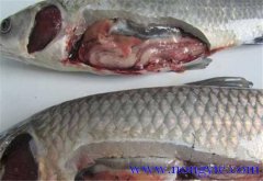 草魚(yú)出血病發(fā)病原因、癥狀、治療方法