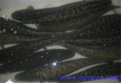 黑魚可以單養(yǎng)嗎，如何單養(yǎng)？