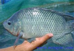 羅非魚的原產(chǎn)地是哪里，其生活習(xí)性如何？