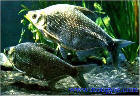 羅非魚的原產(chǎn)地是哪里,其生活習(xí)性如何