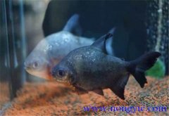 淡水白鯧能長多大 淡水白鯧的生活習(xí)性如何？