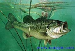 大口黑鱸養(yǎng)殖，飼養(yǎng)幼魚(yú)要注意哪些