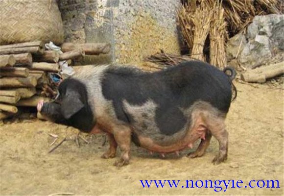 關(guān)嶺豬的產(chǎn)地、品種