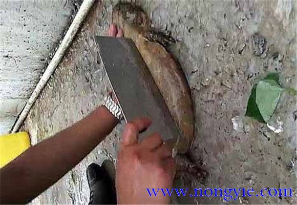 娃娃魚怎么殺？