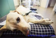 狗發(fā)生有機磷化合物中毒怎么辦，如何處理