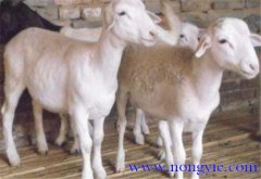 羊胃腸炎癥狀和治療的方法、病因是什么？