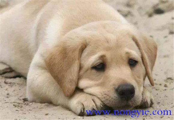 狗絳蟲病的預(yù)防措施