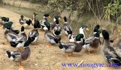種鴨公母比例多少合適，種鴨的飼養(yǎng)與管理技術(shù)