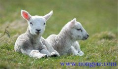 羔羊快速育肥的經(jīng)典配方與主要措施、方法